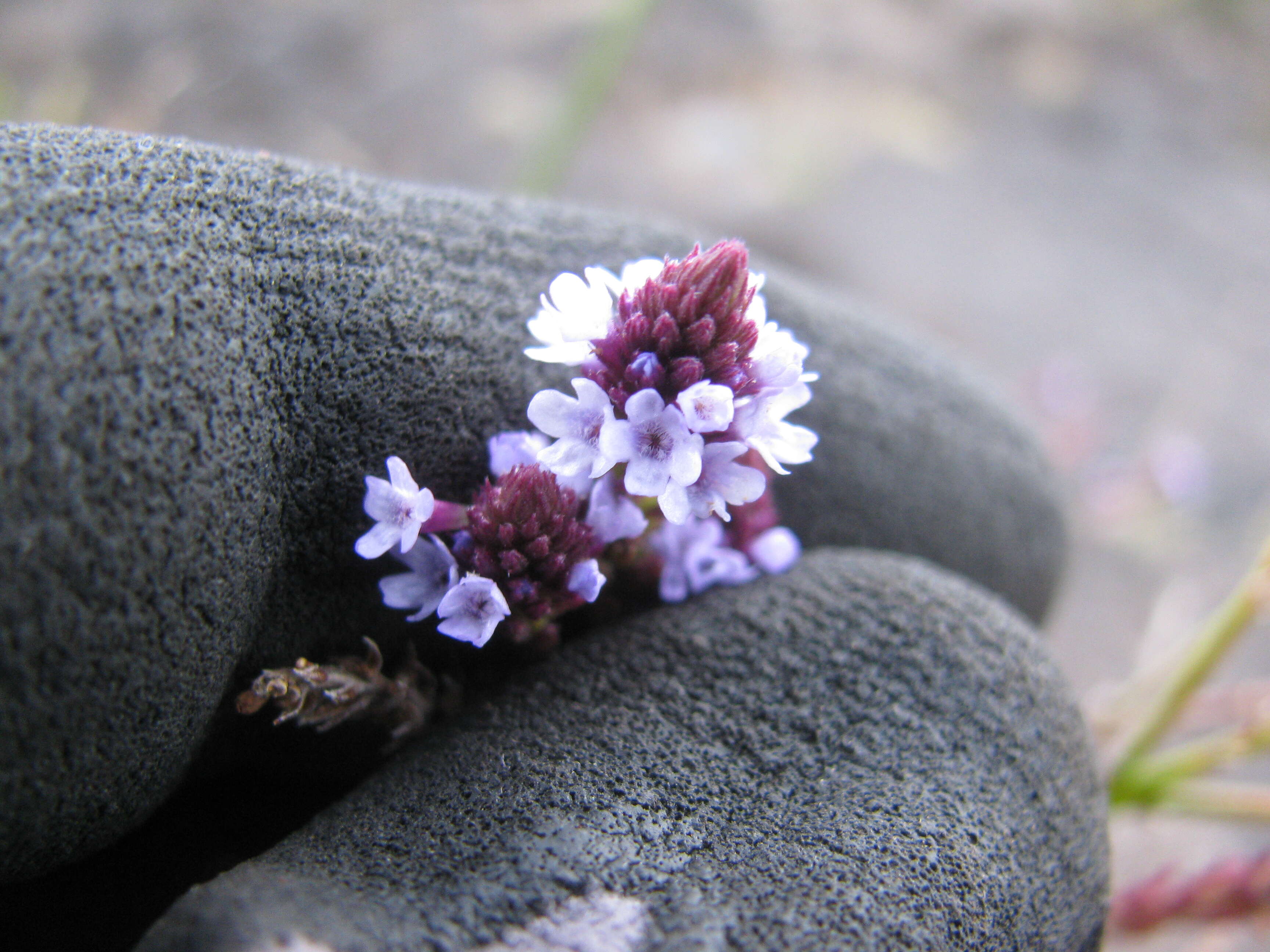 Image of seashore vervain