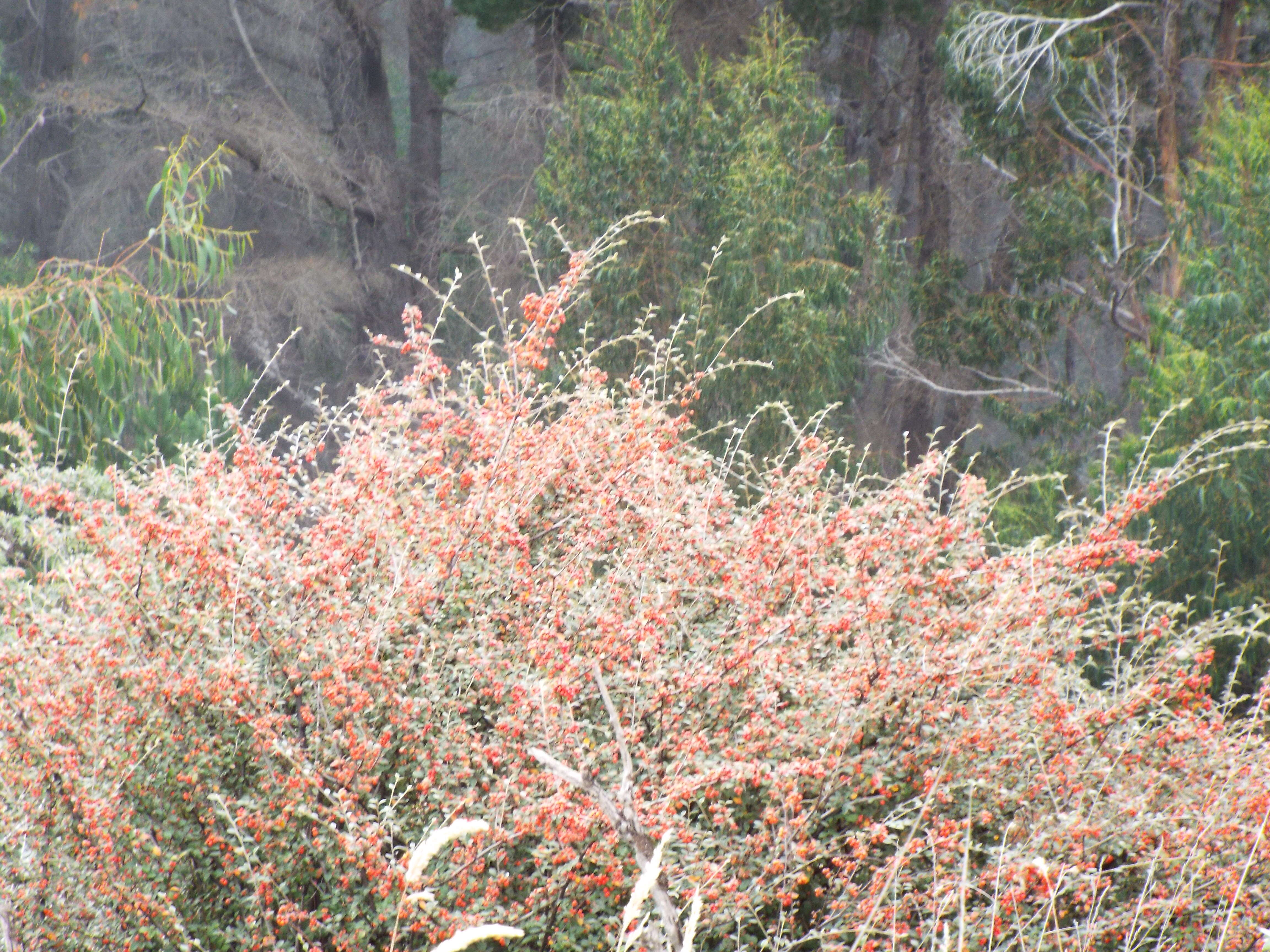 Image of silverleaf cotoneaster