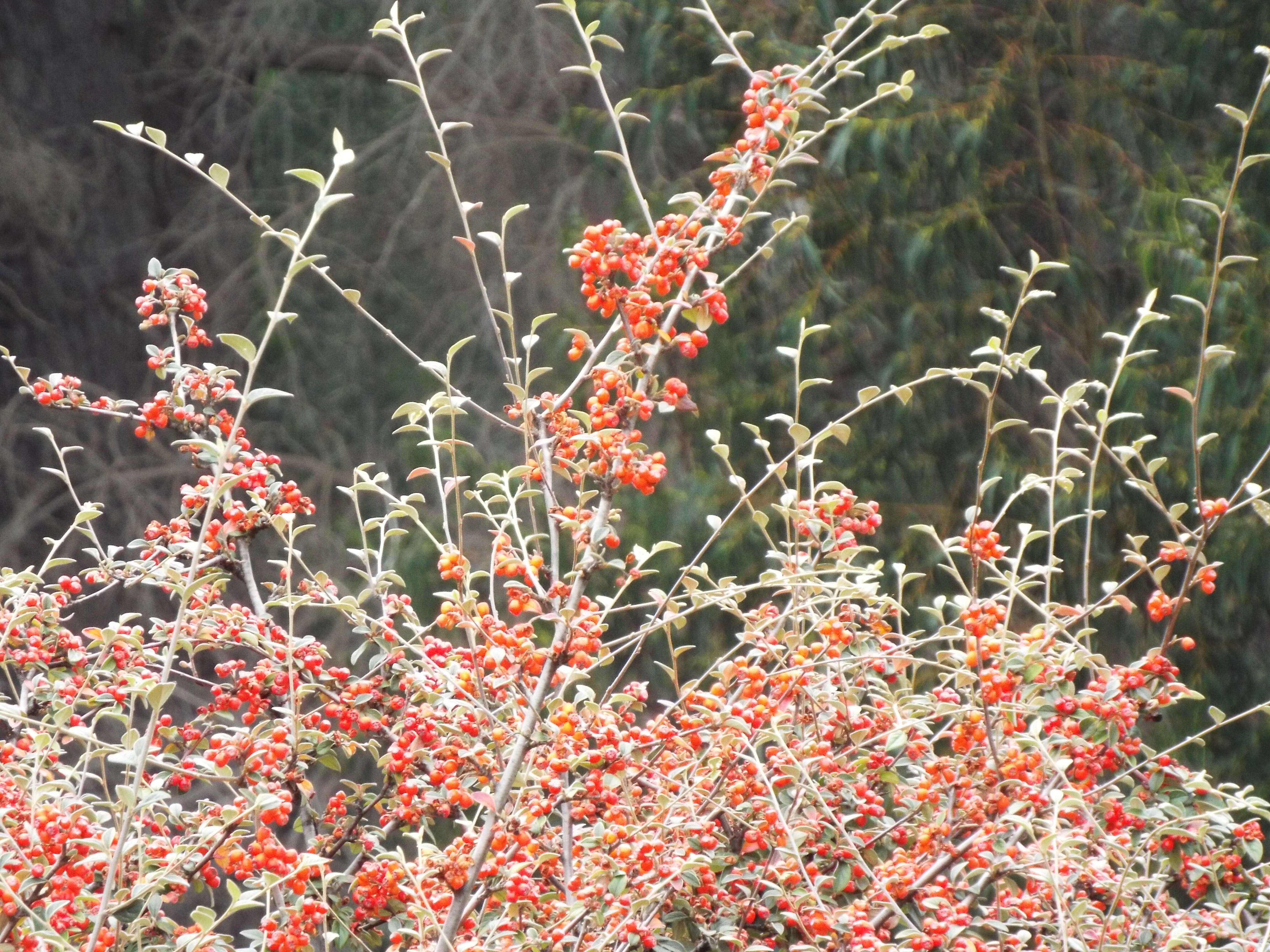 Image of silverleaf cotoneaster