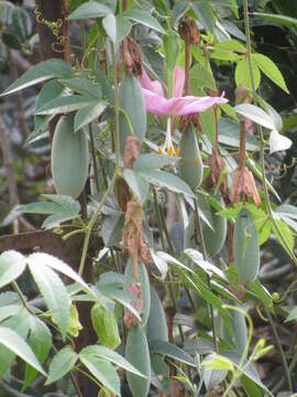 Sivun Passiflora tarminiana Coppens & V. E. Barney kuva