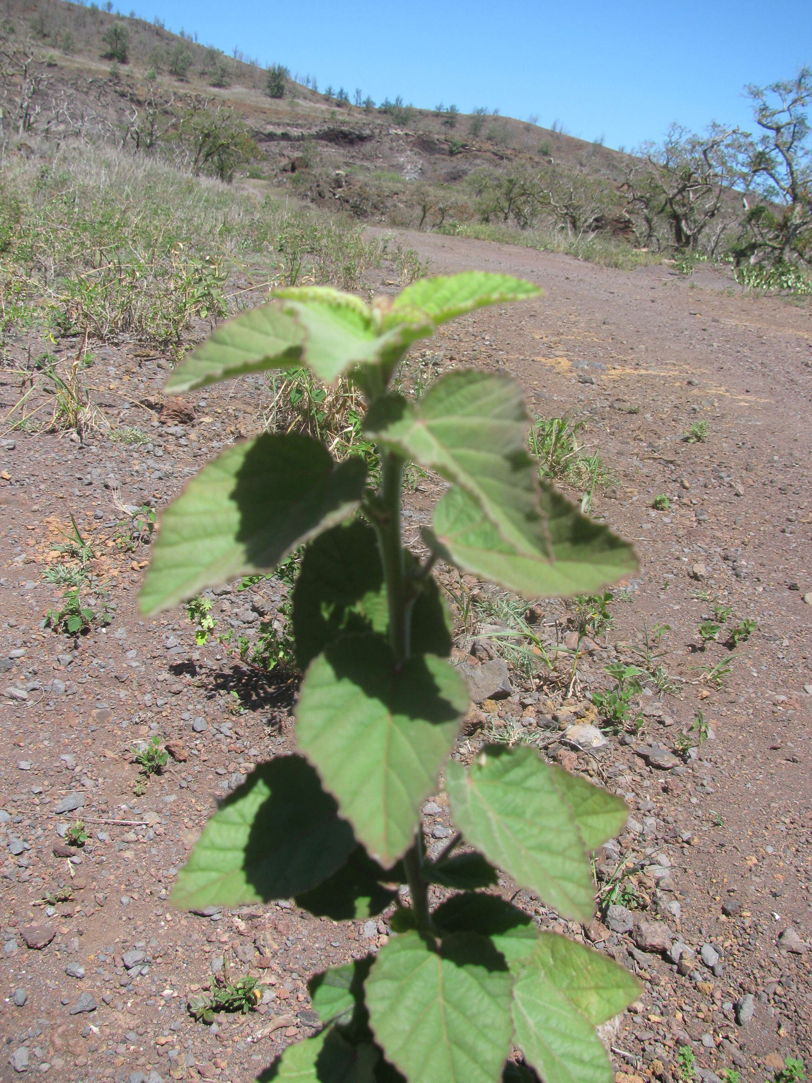 Image of country mallow