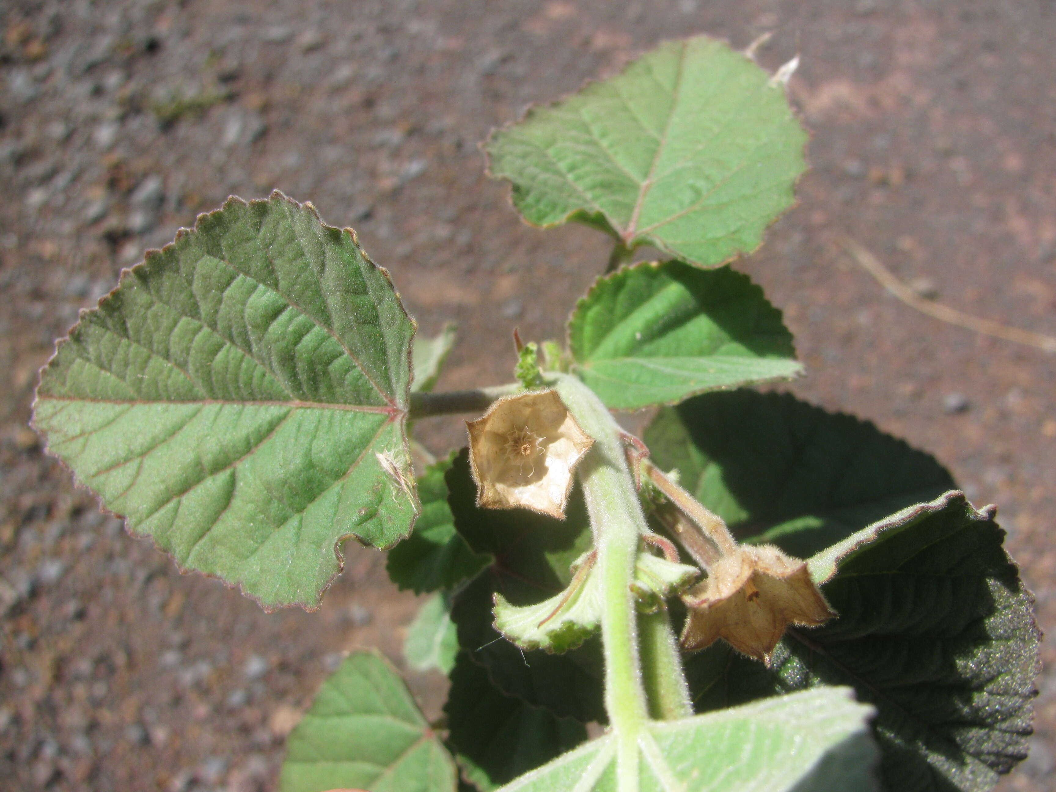 Image of country mallow