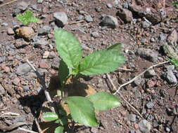 Image of light-blue snakeweed