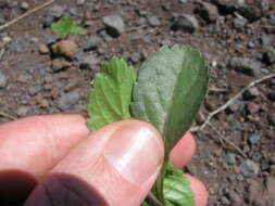 Image of light-blue snakeweed