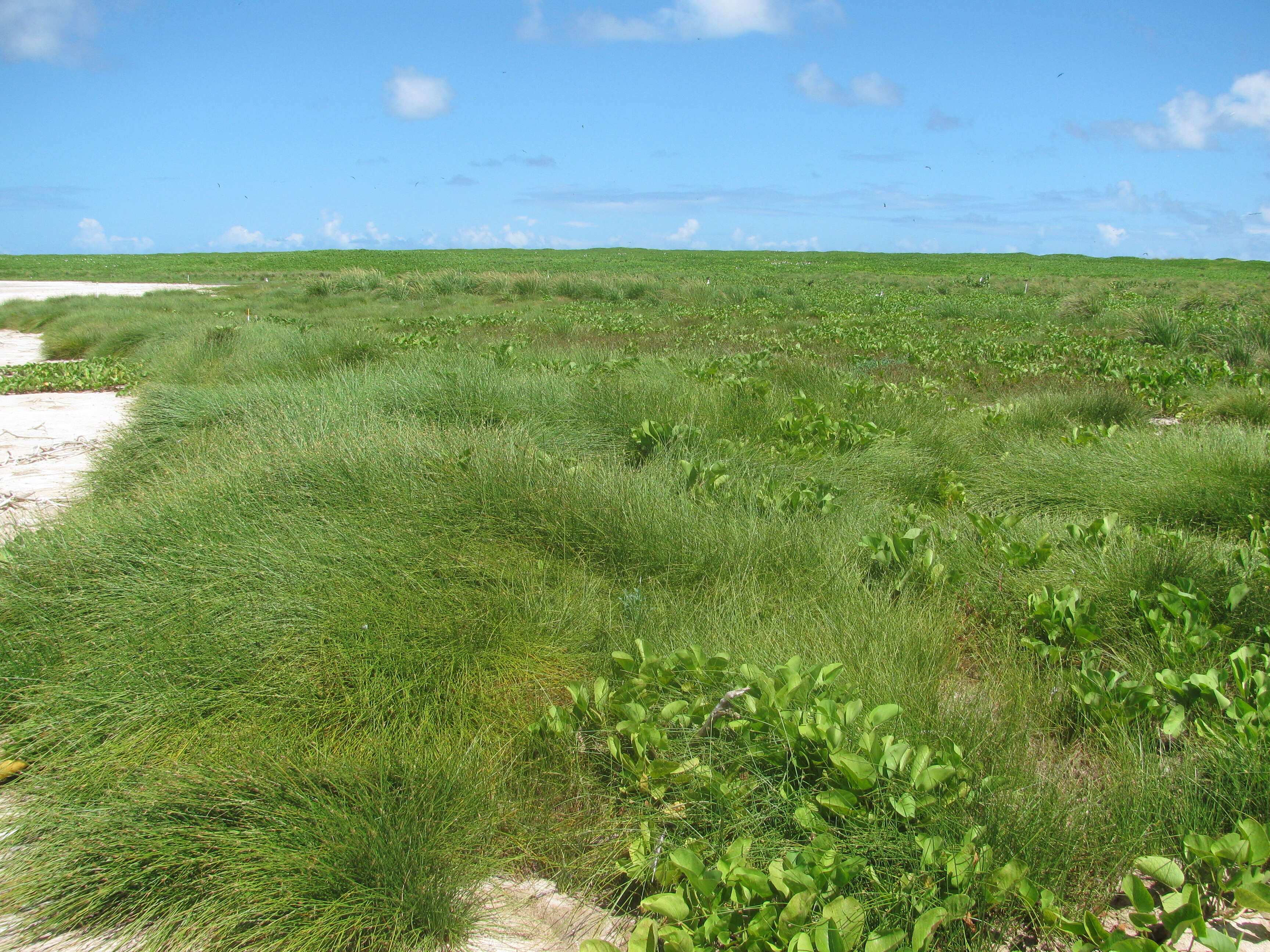 Слика од Cyperus laevigatus L.