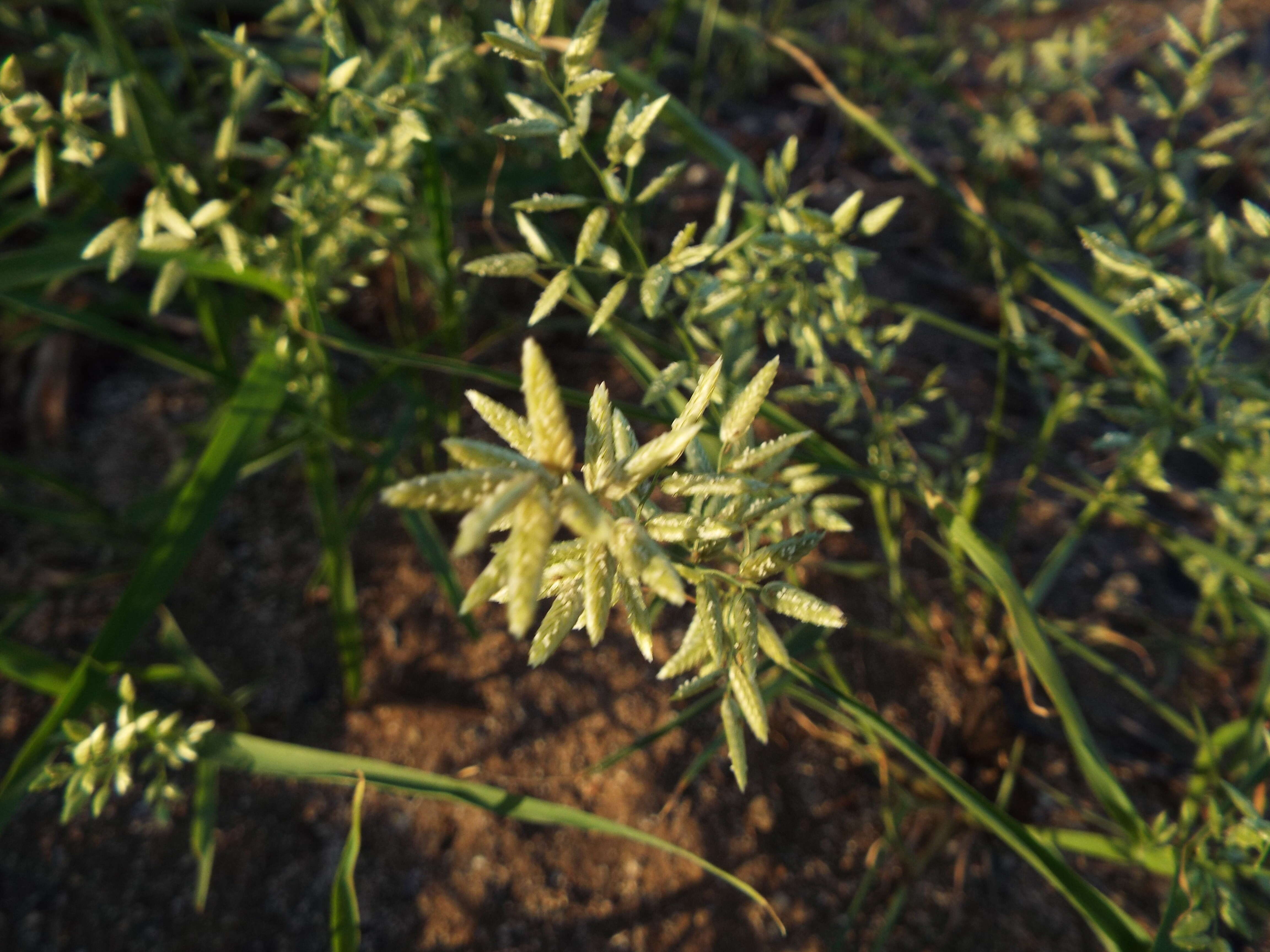 Imagem de Eragrostis cilianensis (All.) Janch.