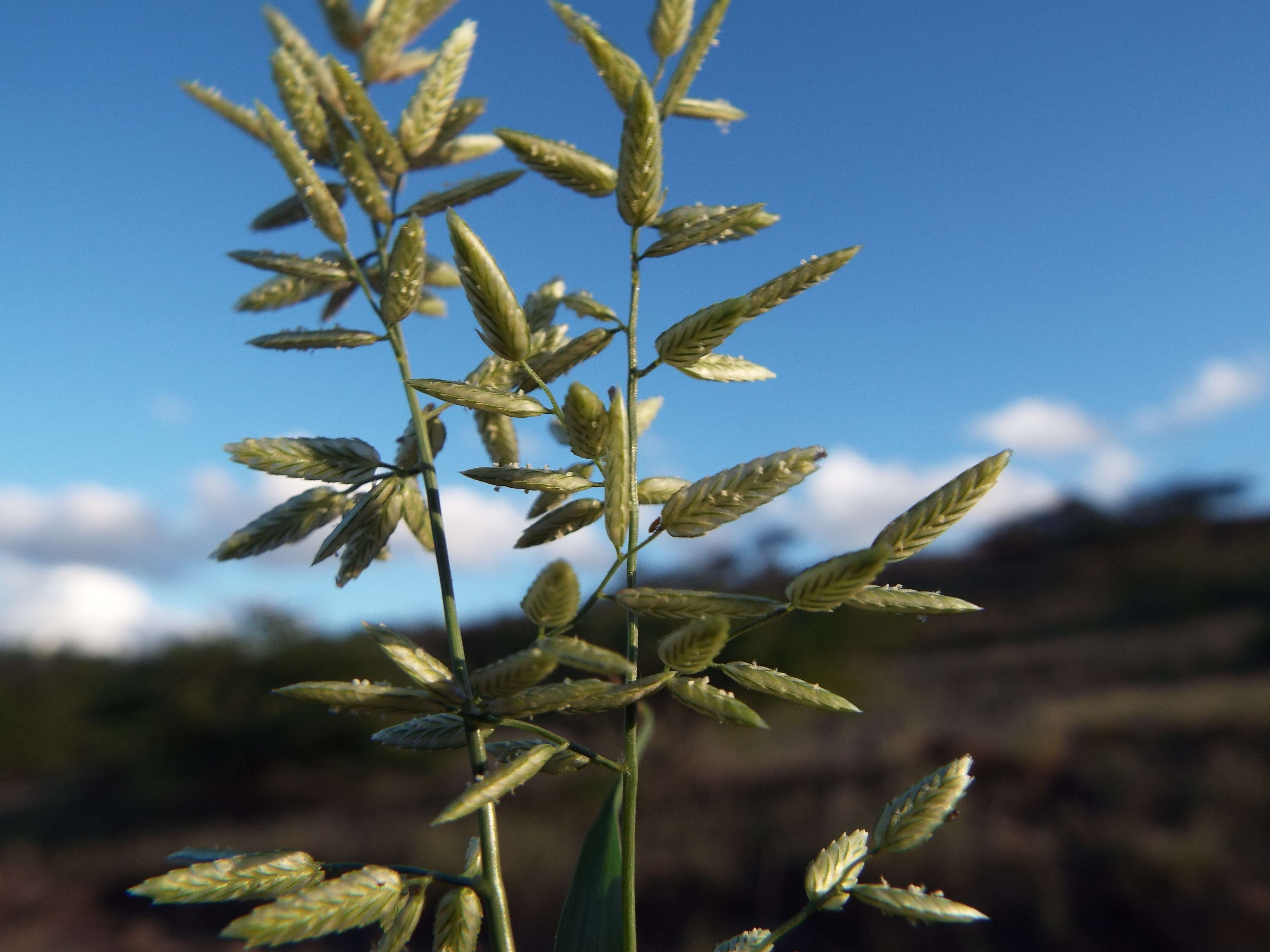 Imagem de Eragrostis cilianensis (All.) Janch.