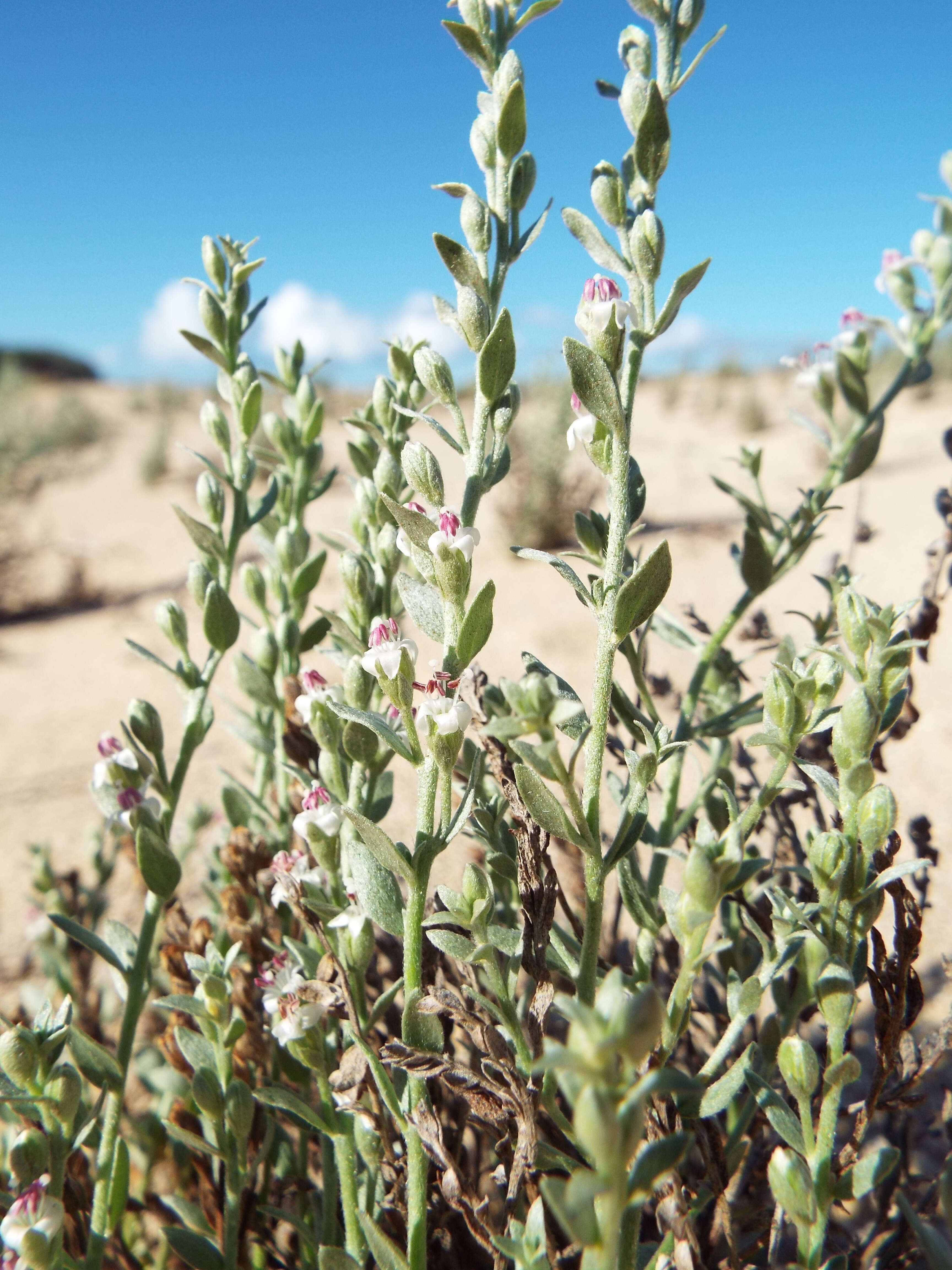 Image of spreading alkaliweed