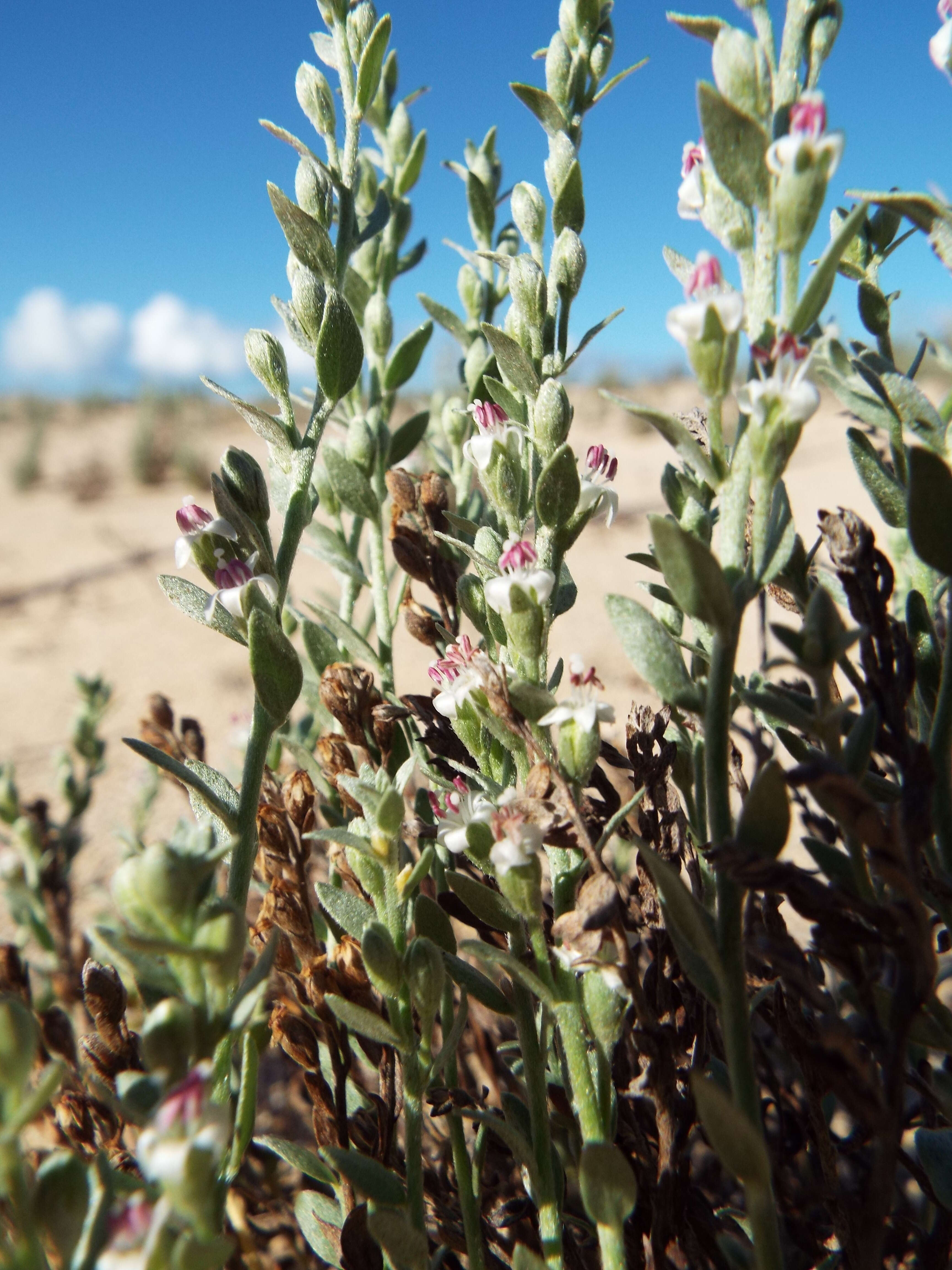 Image of spreading alkaliweed