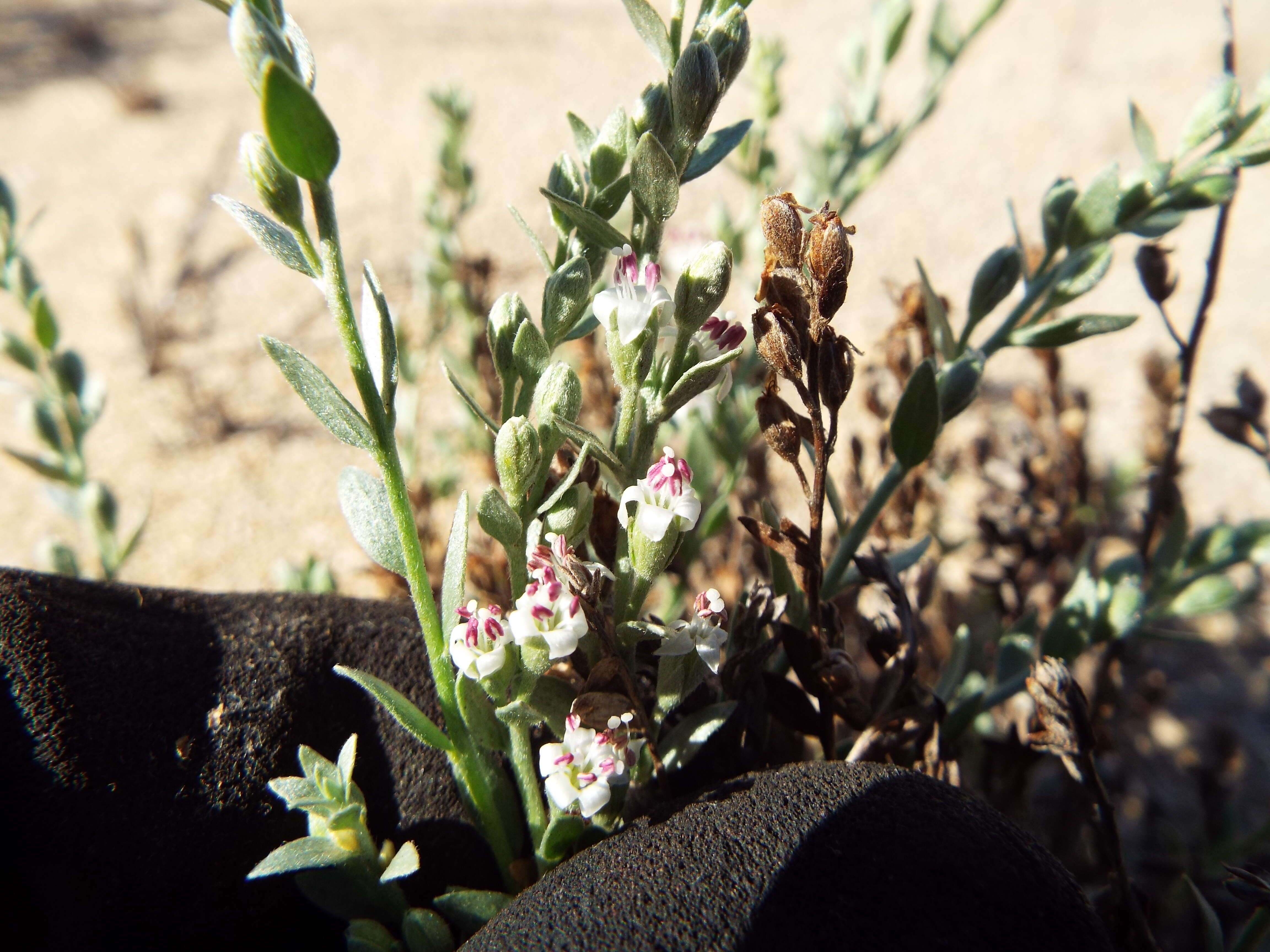 Image of spreading alkaliweed