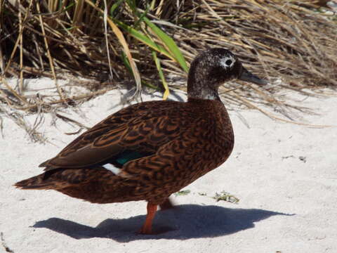 Image of Laysan Duck