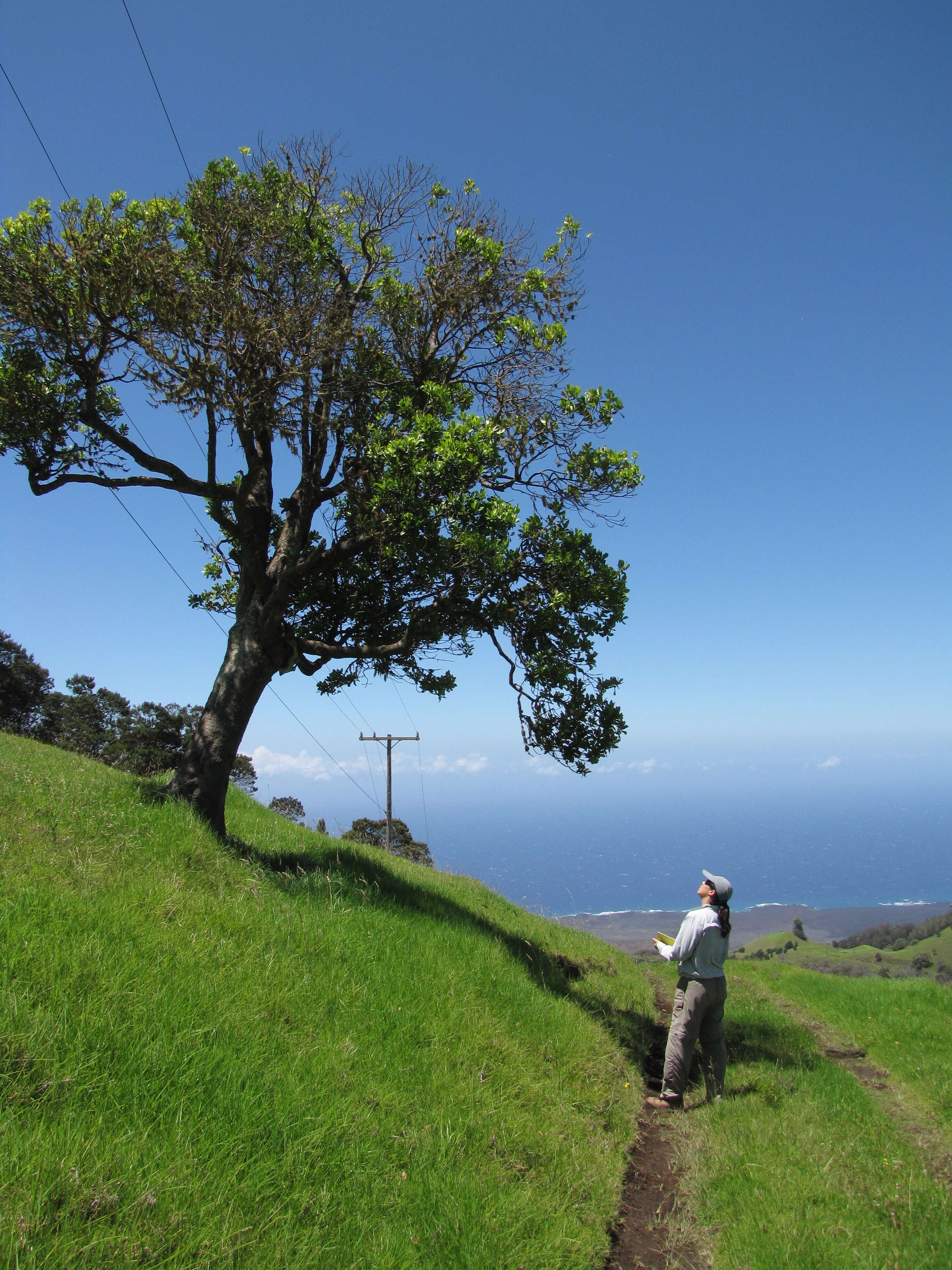 Image of kolea lau nui