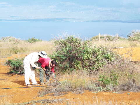 Image de Sesbania tomentosa Hook. & Arn.