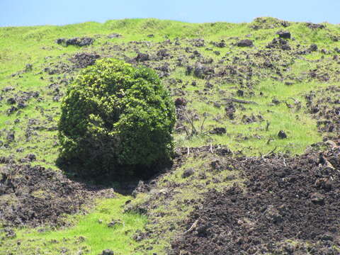 Image of kolea lau nui