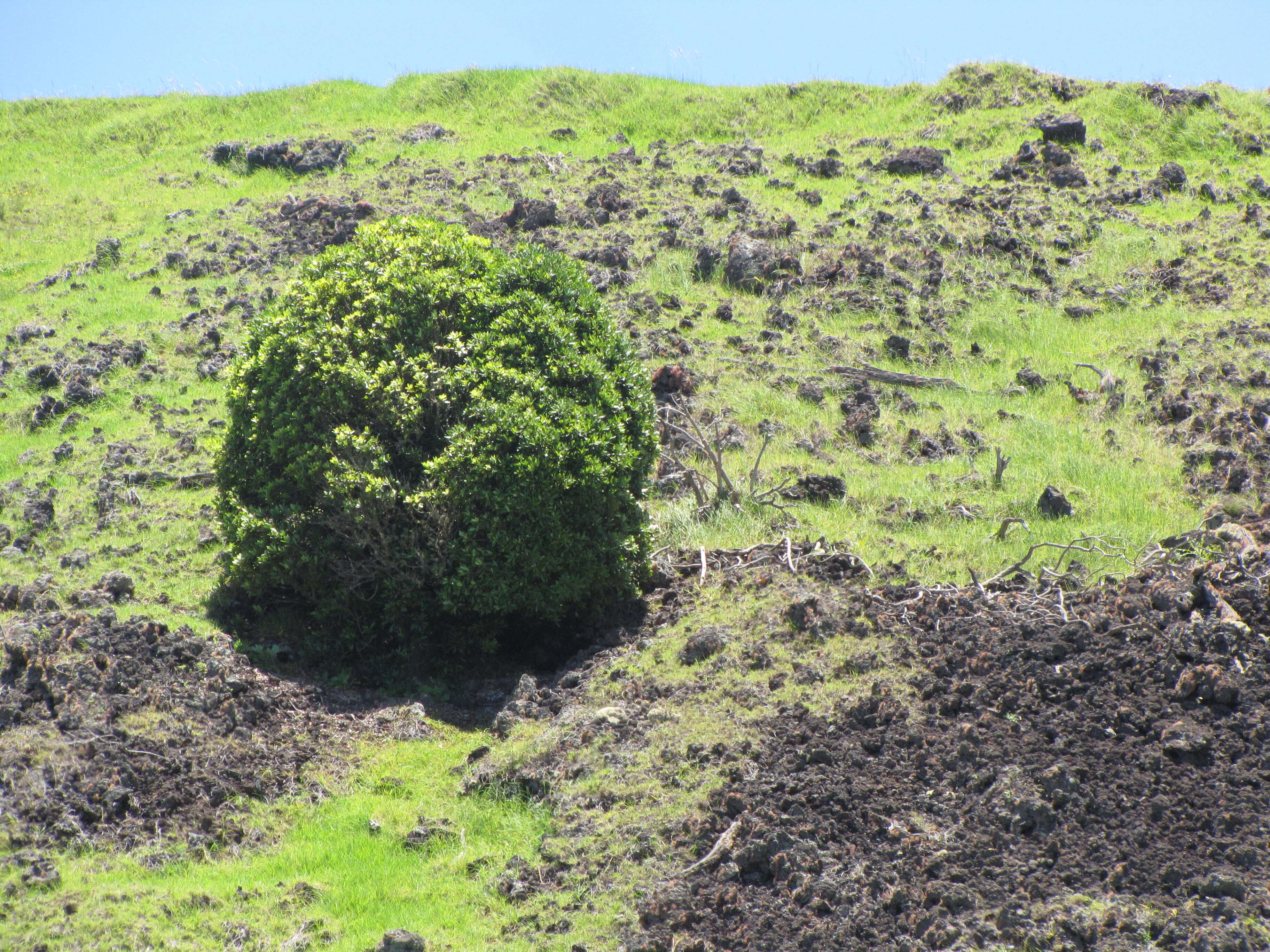 Image of kolea lau nui