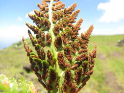 Imagem de Asplenium adiantum-nigrum L.