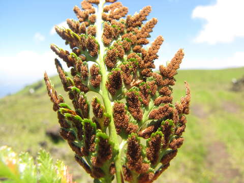 Imagem de Asplenium adiantum-nigrum L.