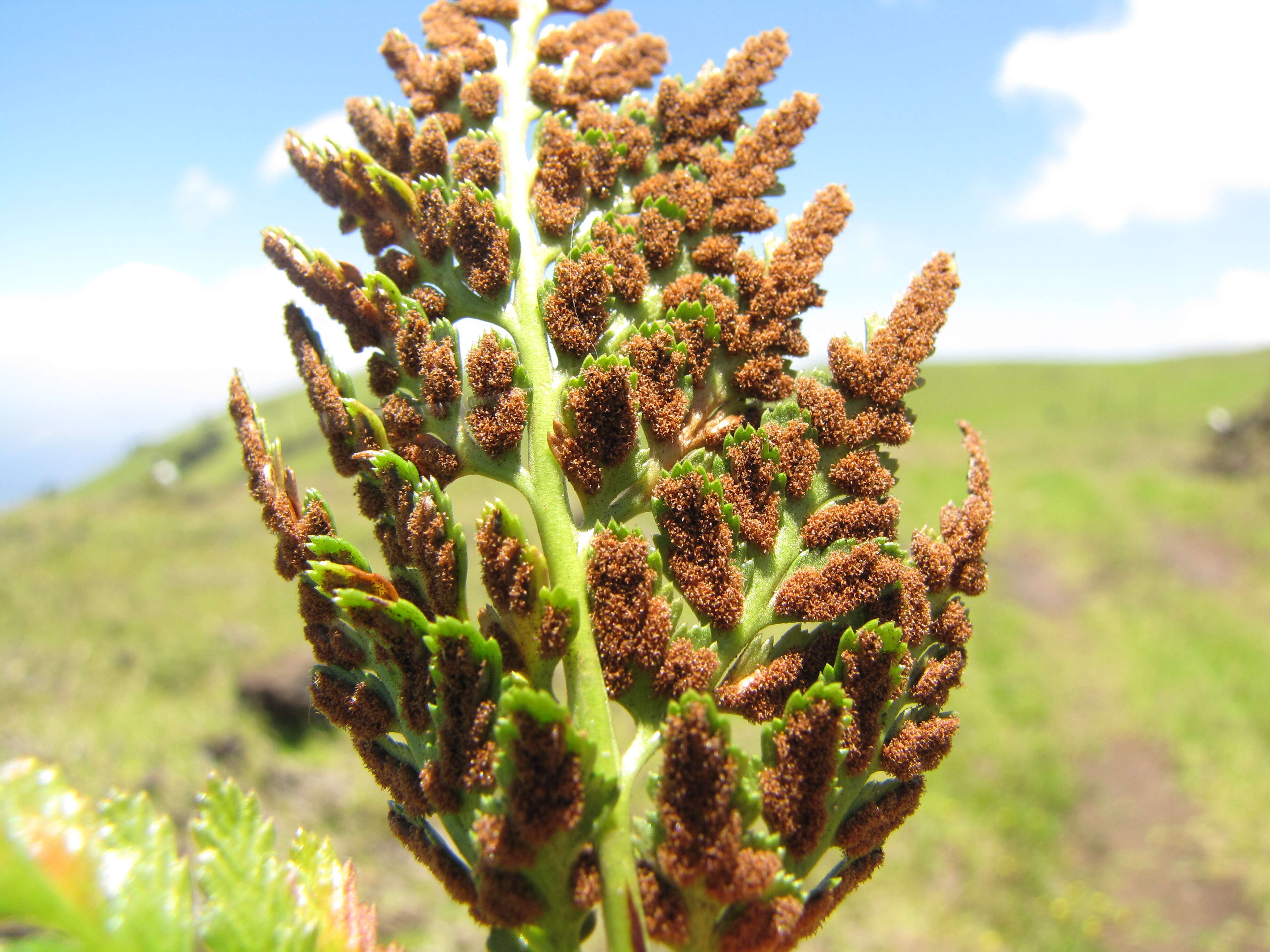 Imagem de Asplenium adiantum-nigrum L.