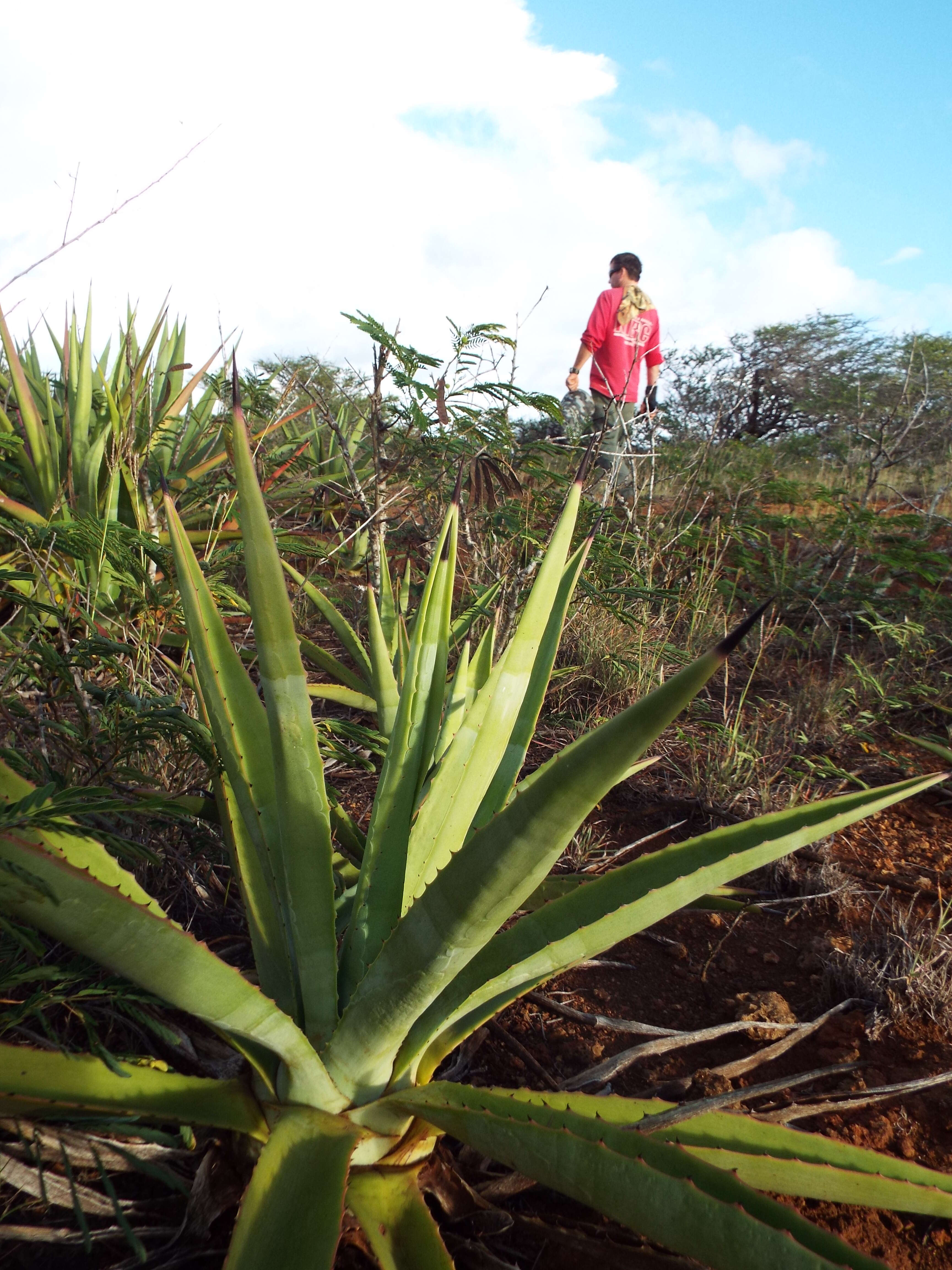 Image of Sisal