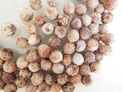 Image of coastal sandalwood