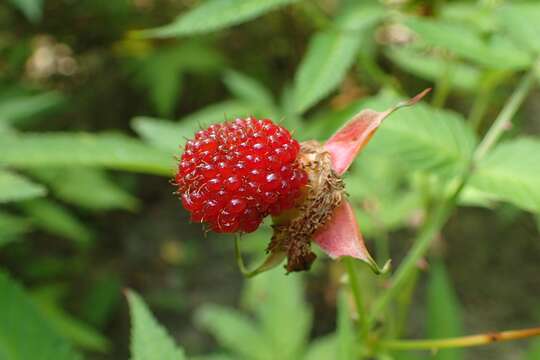 Image of strawberry raspberry