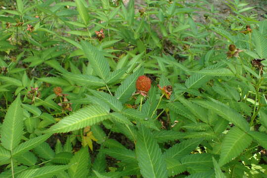 Image of strawberry raspberry