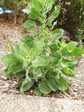 Image of telegraphweed