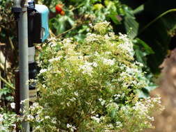 Image of coriander