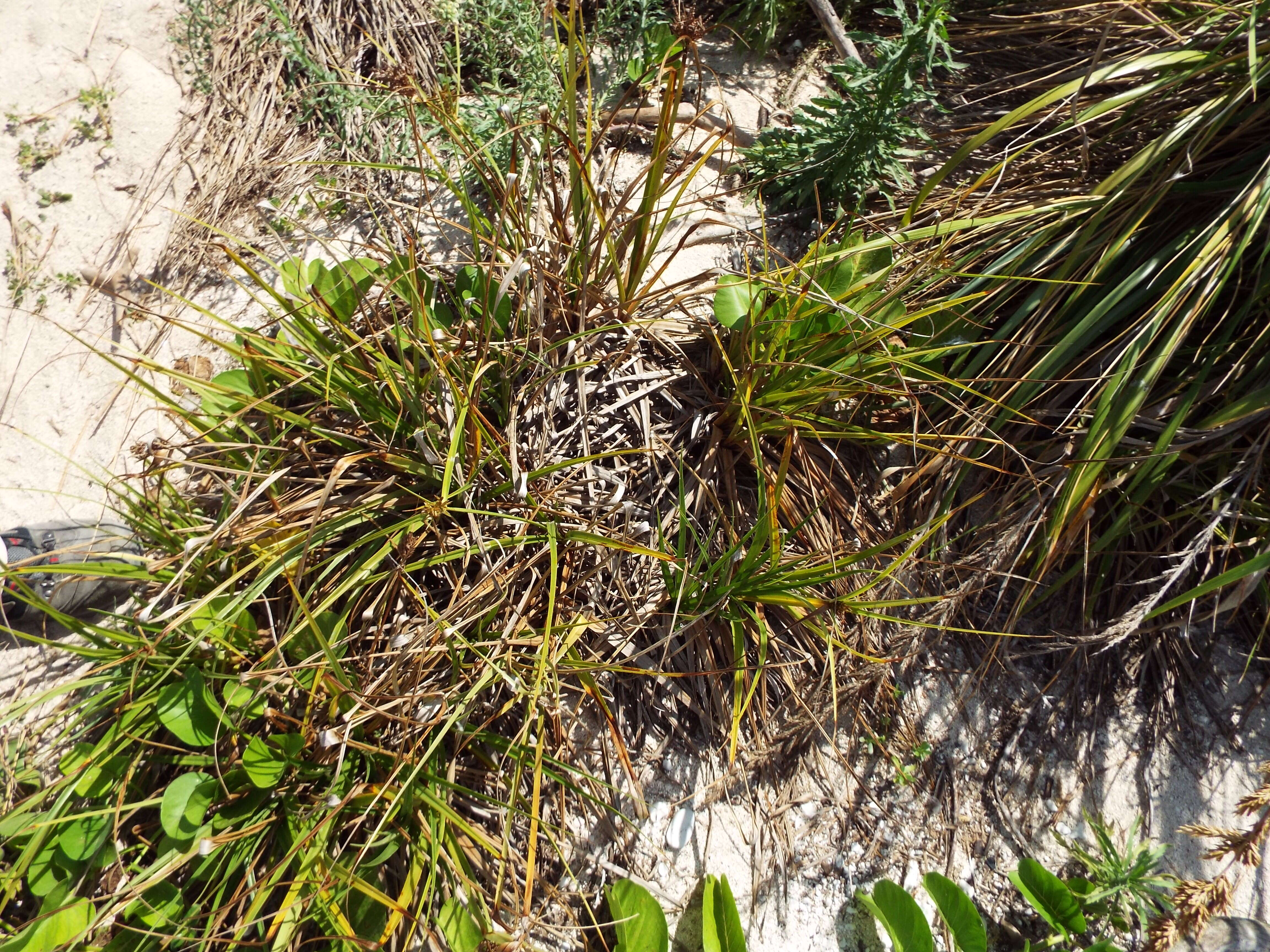 Image de Cyperus pennatiformis Kük.