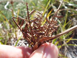 Image de Cyperus pennatiformis Kük.