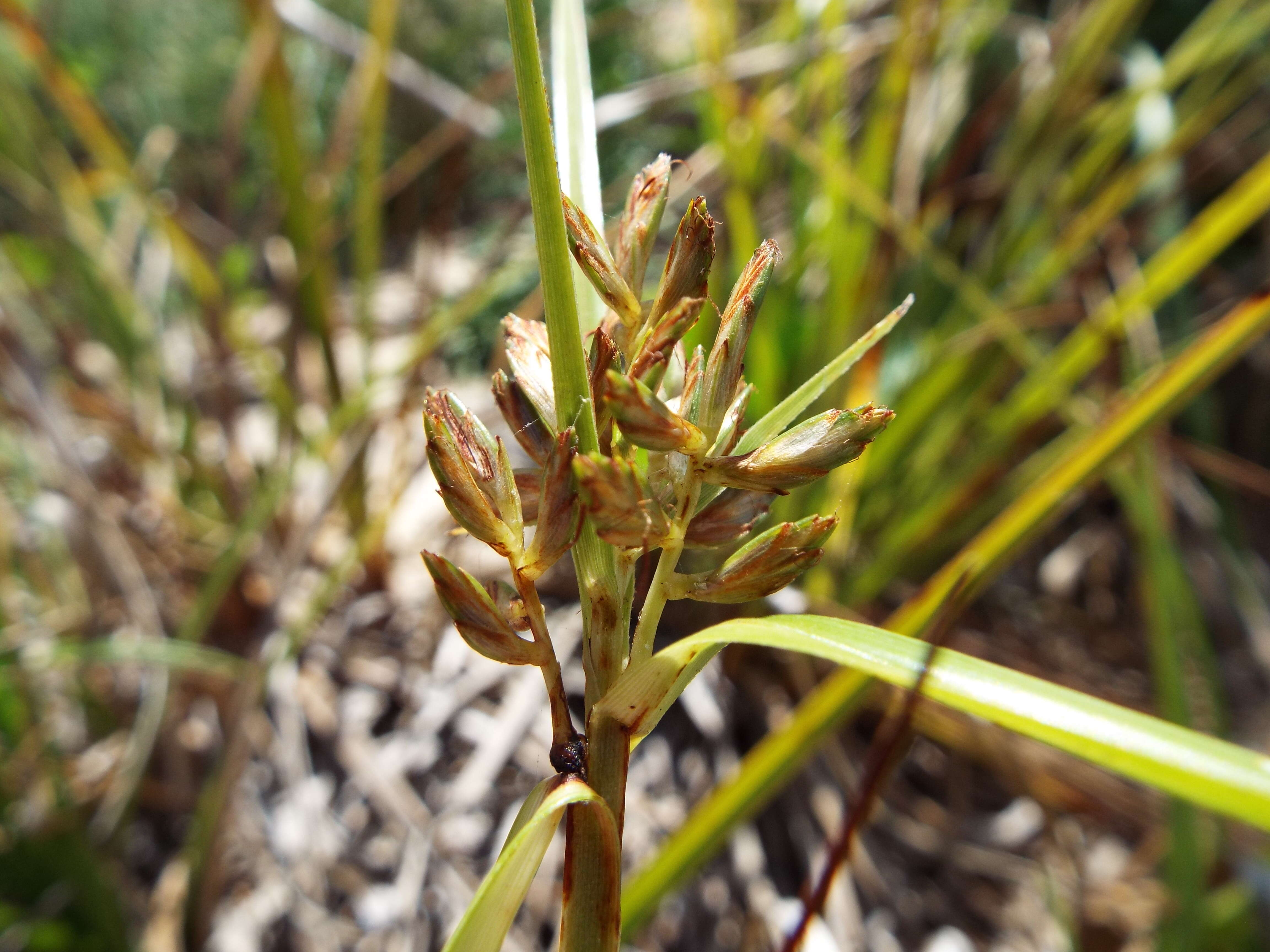 Image de Cyperus pennatiformis Kük.