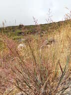 Image of creeping bentgrass