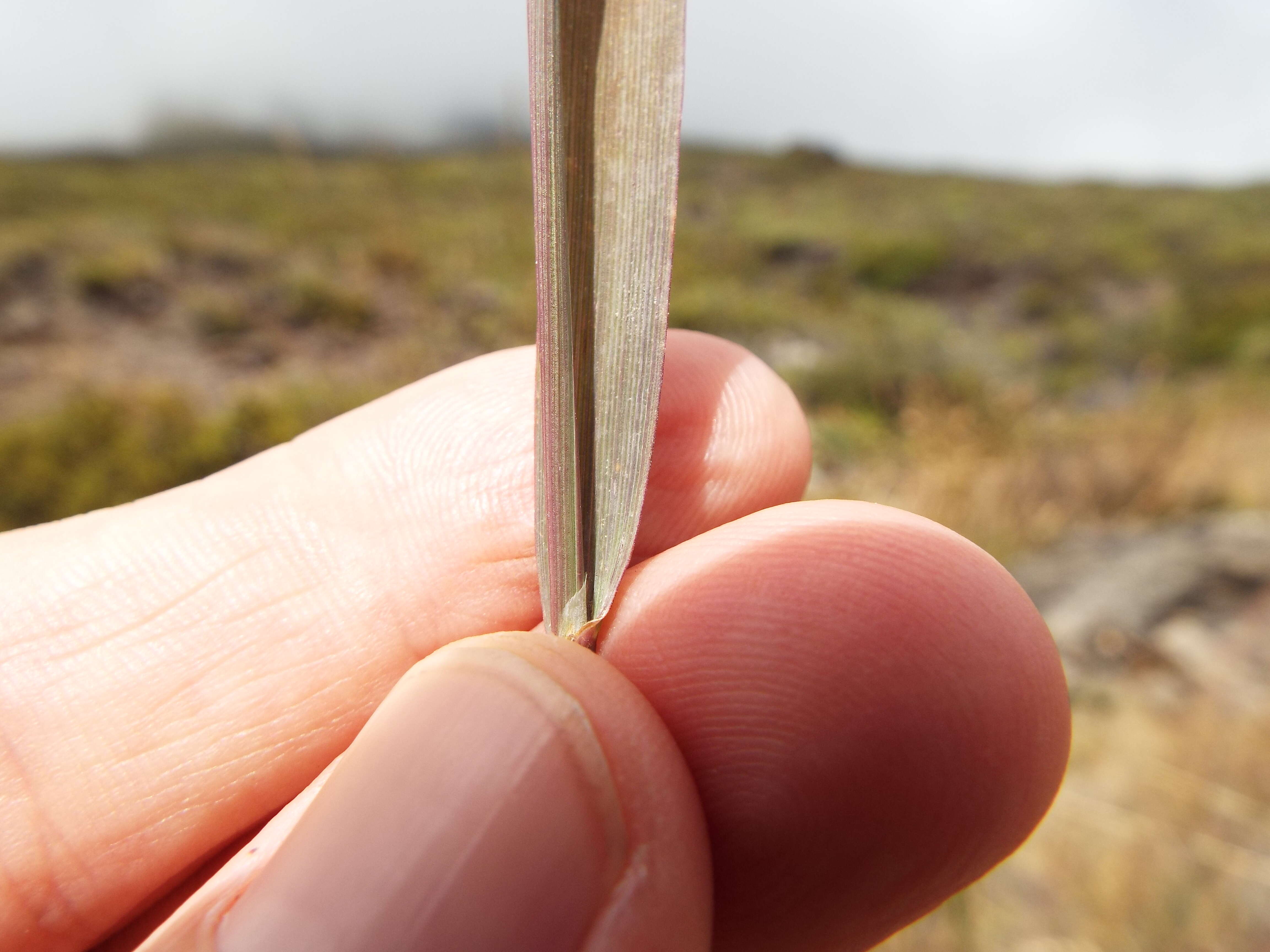 Image of creeping bentgrass