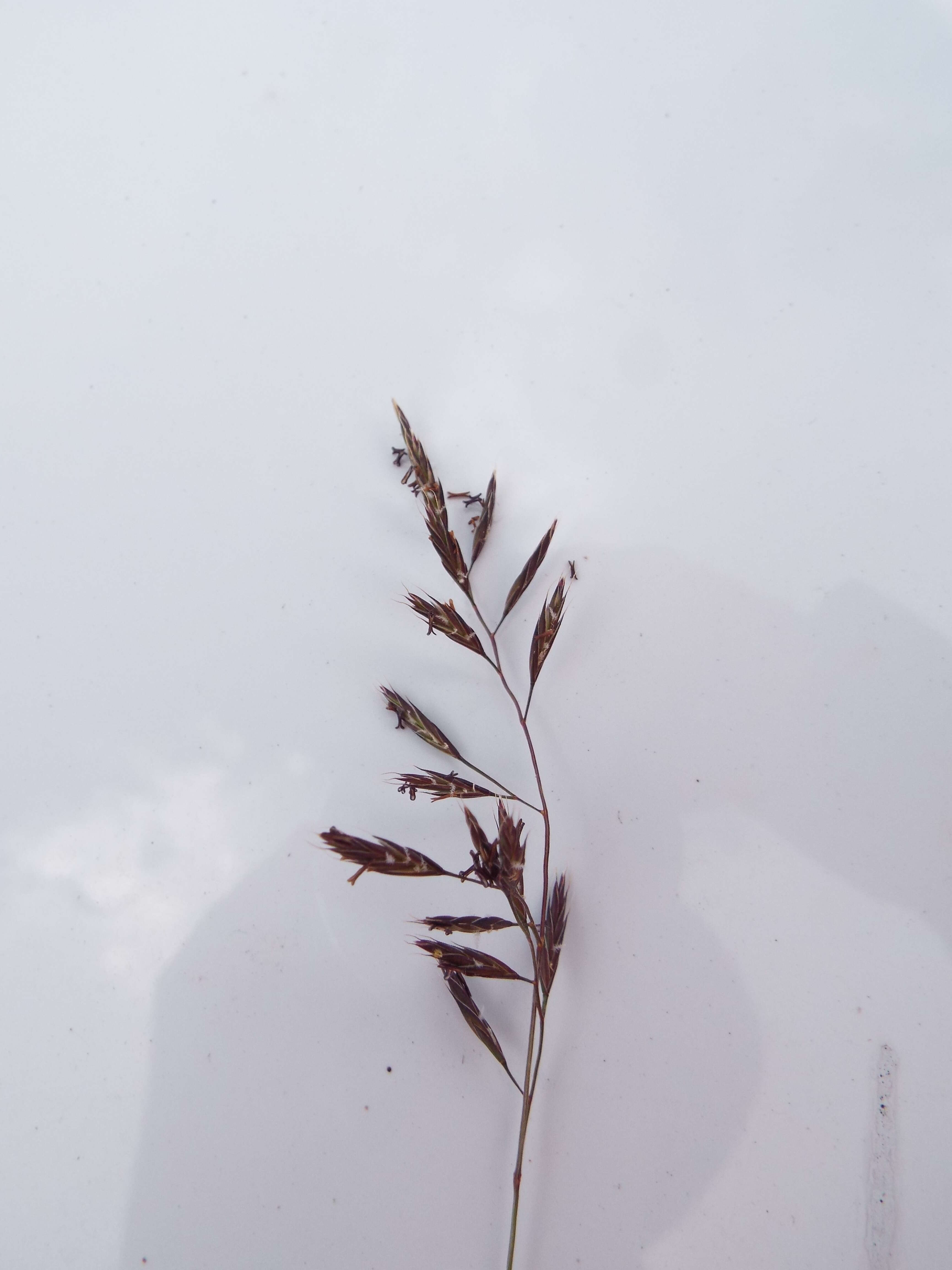 Image of creeping bentgrass