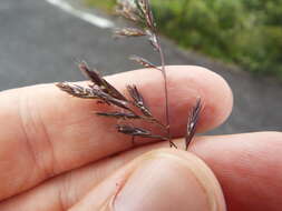 Image of creeping bentgrass