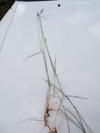 Image of creeping bentgrass