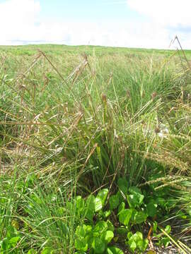 Image de Cyperus pennatiformis Kük.