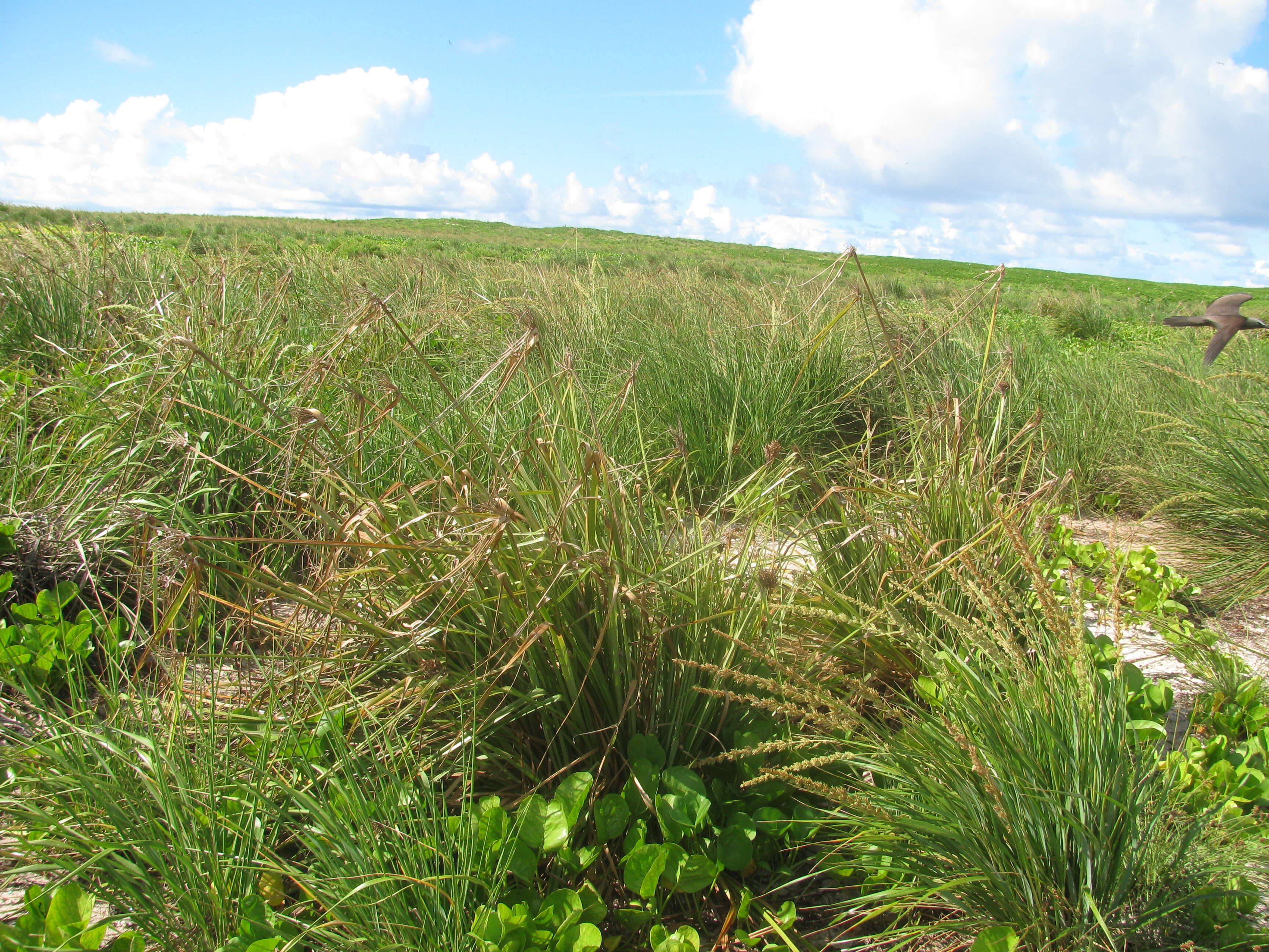 Image de Cyperus pennatiformis Kük.