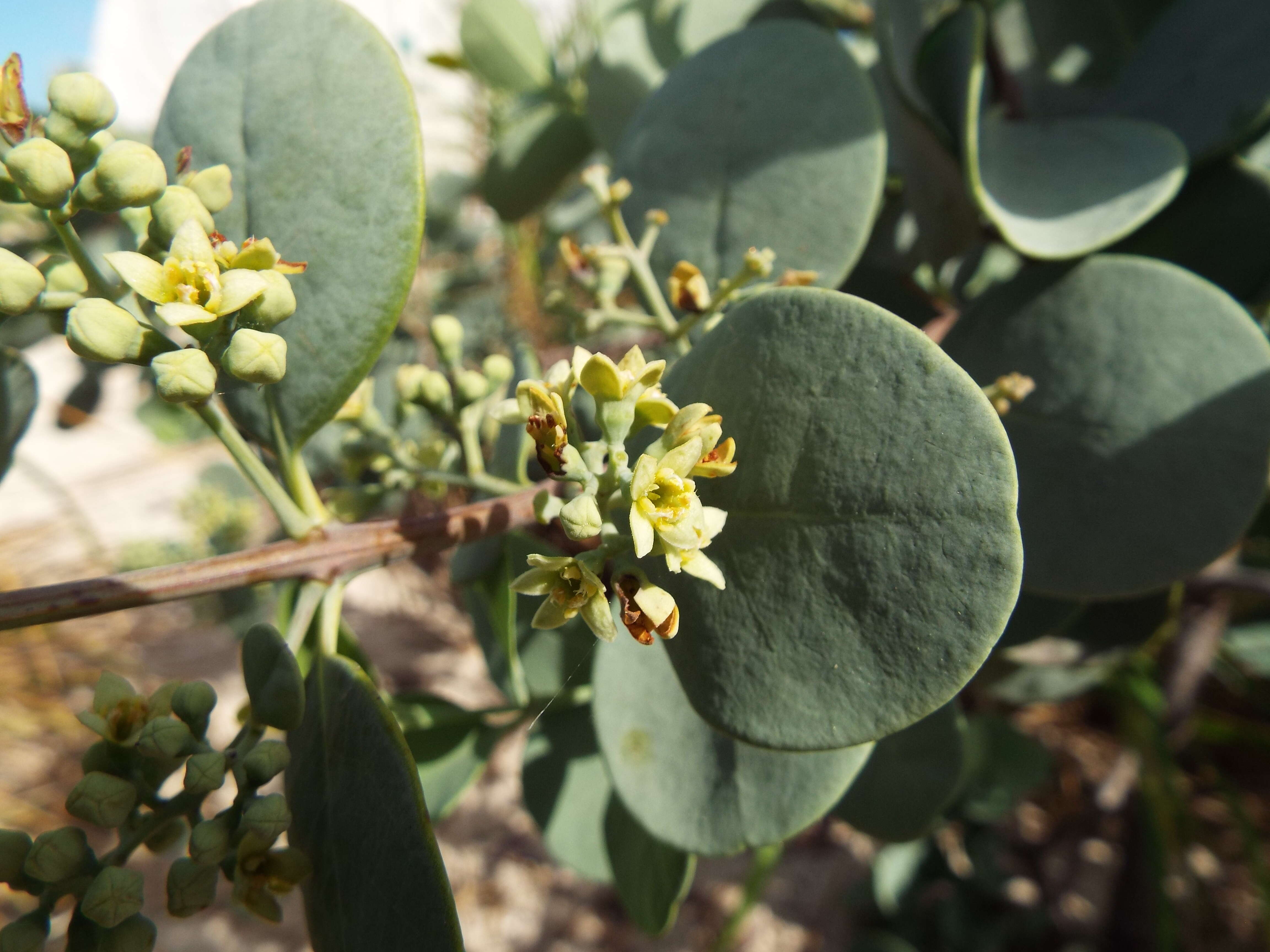 Image of coastal sandalwood