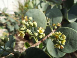 Image of coastal sandalwood