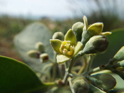 Image of coastal sandalwood