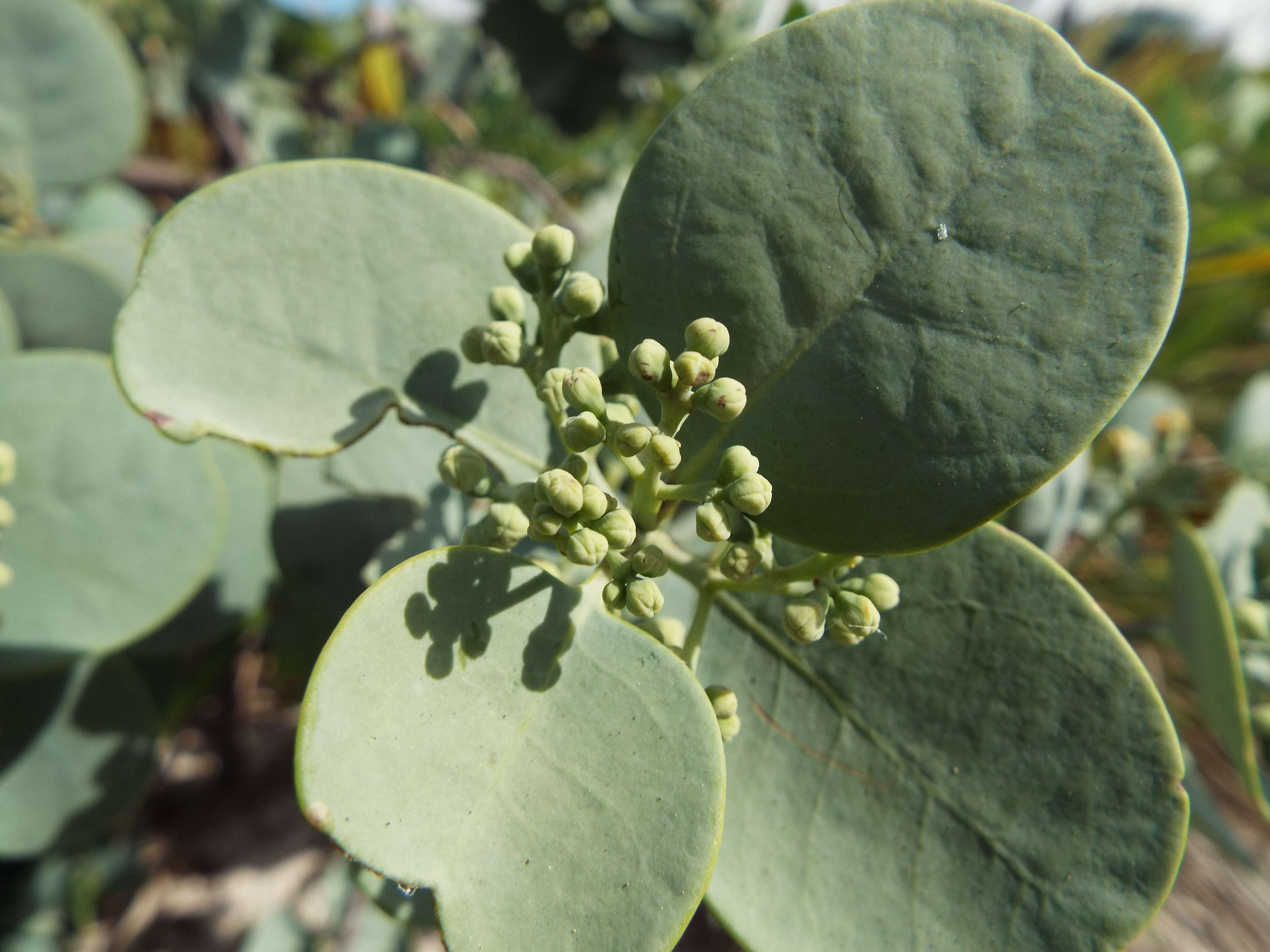 Image of coastal sandalwood