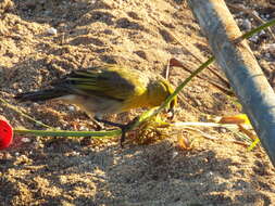 Image de Cyperus pennatiformis Kük.