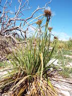 Image de Cyperus pennatiformis Kük.