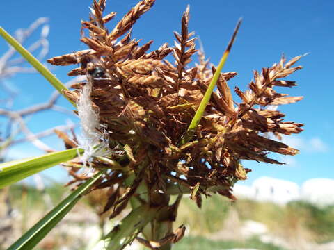 Image of coastal flatsedge