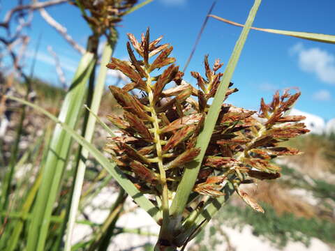 Image of coastal flatsedge