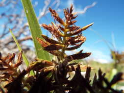 Image de Cyperus pennatiformis Kük.