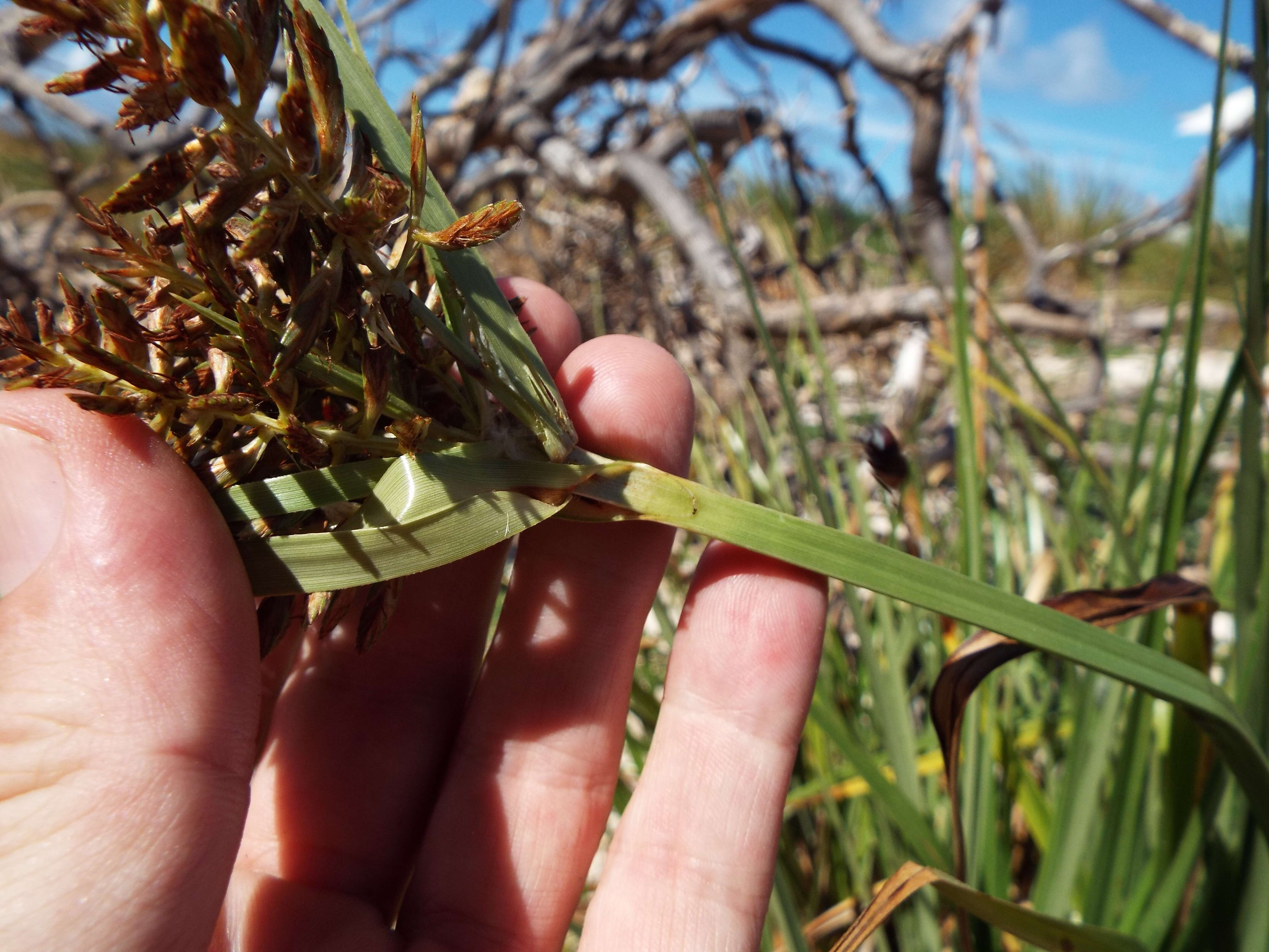 Image de Cyperus pennatiformis Kük.