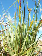 Image de Cyperus pennatiformis Kük.