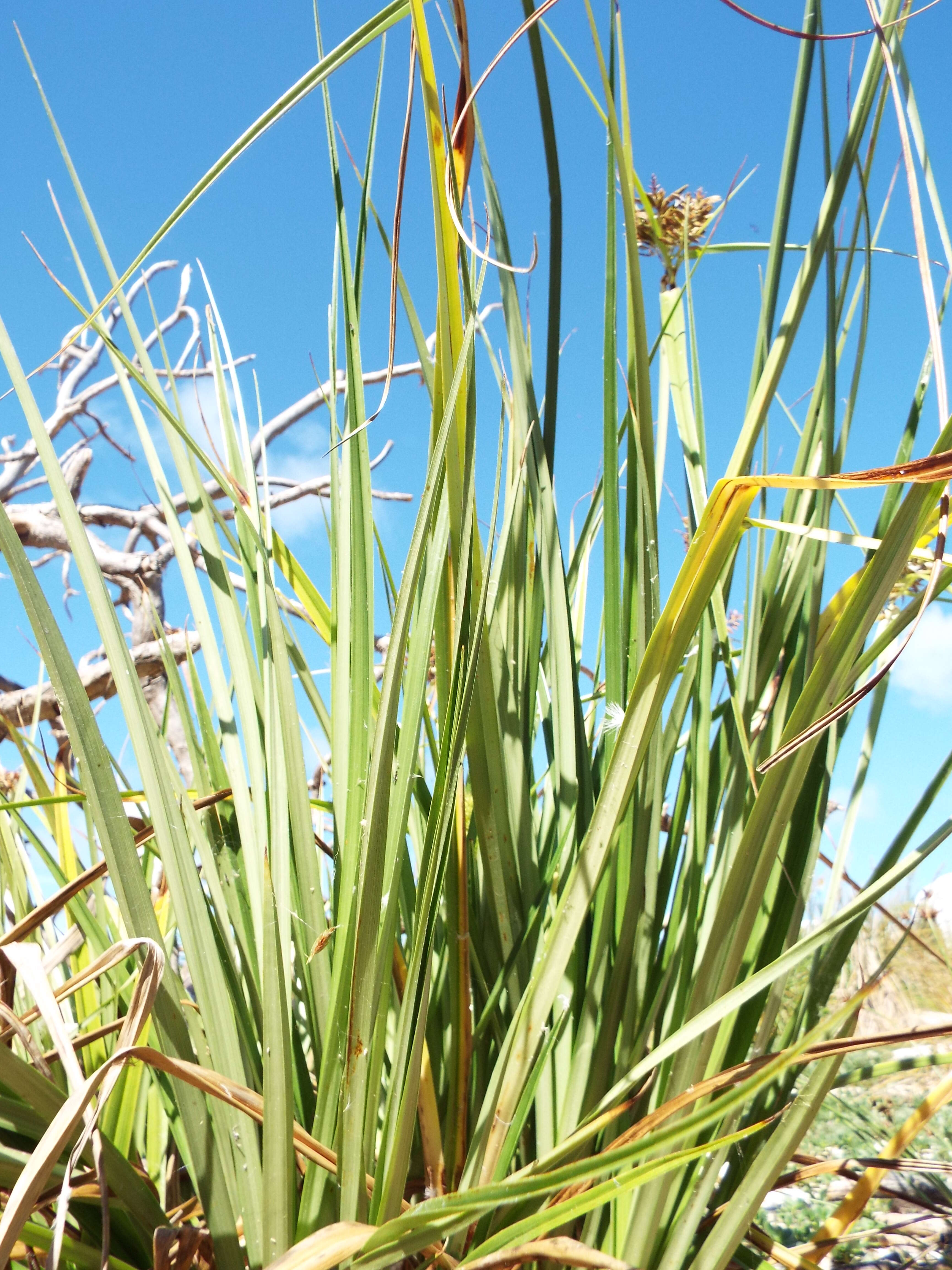 Image de Cyperus pennatiformis Kük.